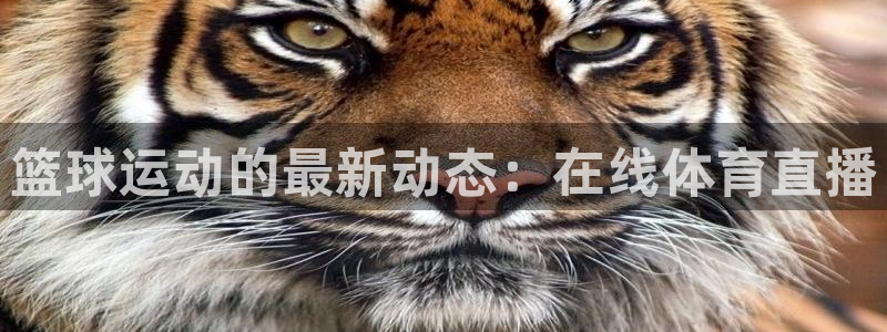 篮球运动的最新动态：在线体育直播