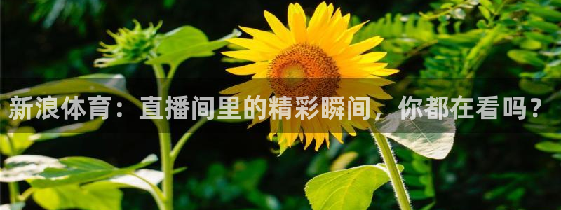 新浪体育：直播间里的精彩瞬间，你都在看吗？
