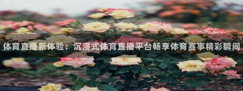 体育直播新体验：沉浸式体育直播平台畅享体育赛事精彩瞬间