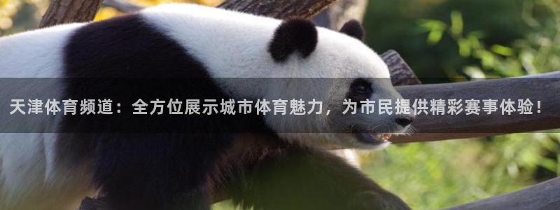 天津体育频道：全方位展示城市体育魅力，为市民提供精彩赛事体验！