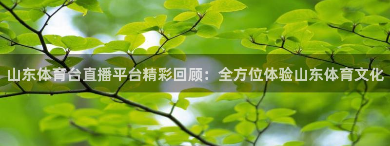 山东体育台直播平台精彩回顾：全方位体验山东体育文化